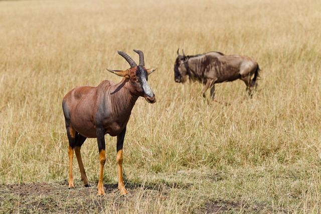 049 Kenia, Masai Mara, lierantilope en gnoe.jpg